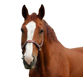 recinto-elettrico-cavallo-maneggio
