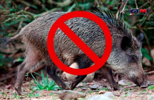 Repellente per cinghiali: la guida completa per allontanarli
