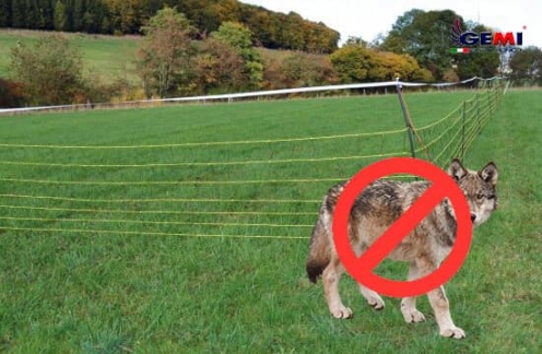 Recinizioni Anti Lupo: Come proteggere il tuo bestiame dagli attacchi